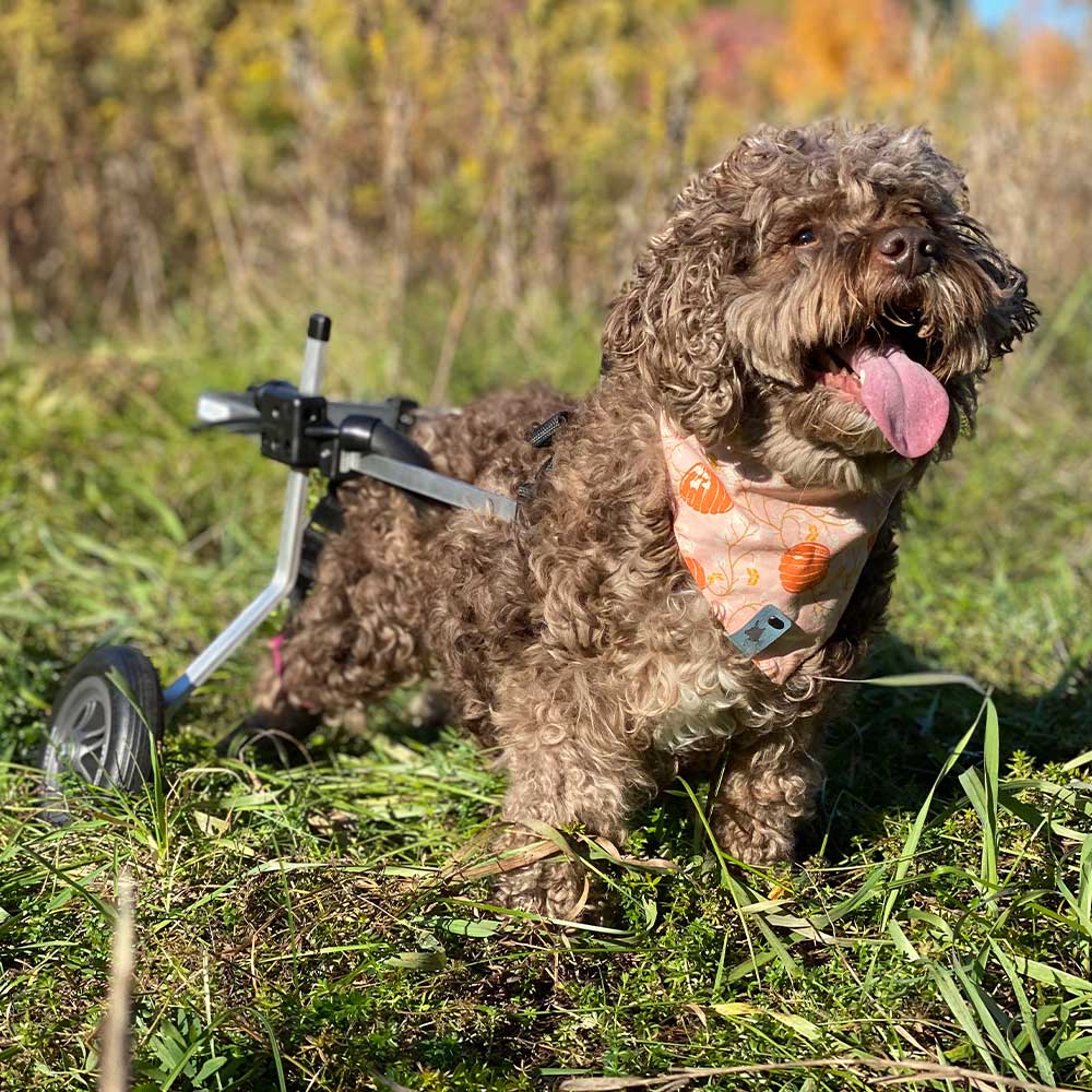 Dog Wheelchair for Back Legs – Rear Support