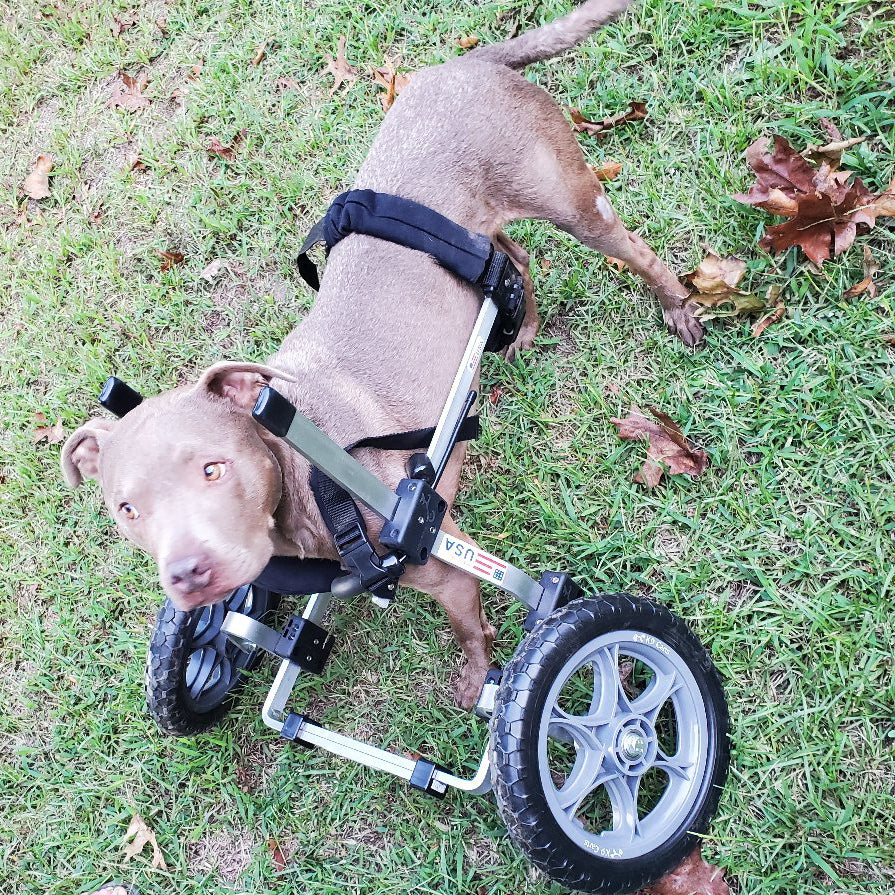 Dog Wheelchair for Front Legs