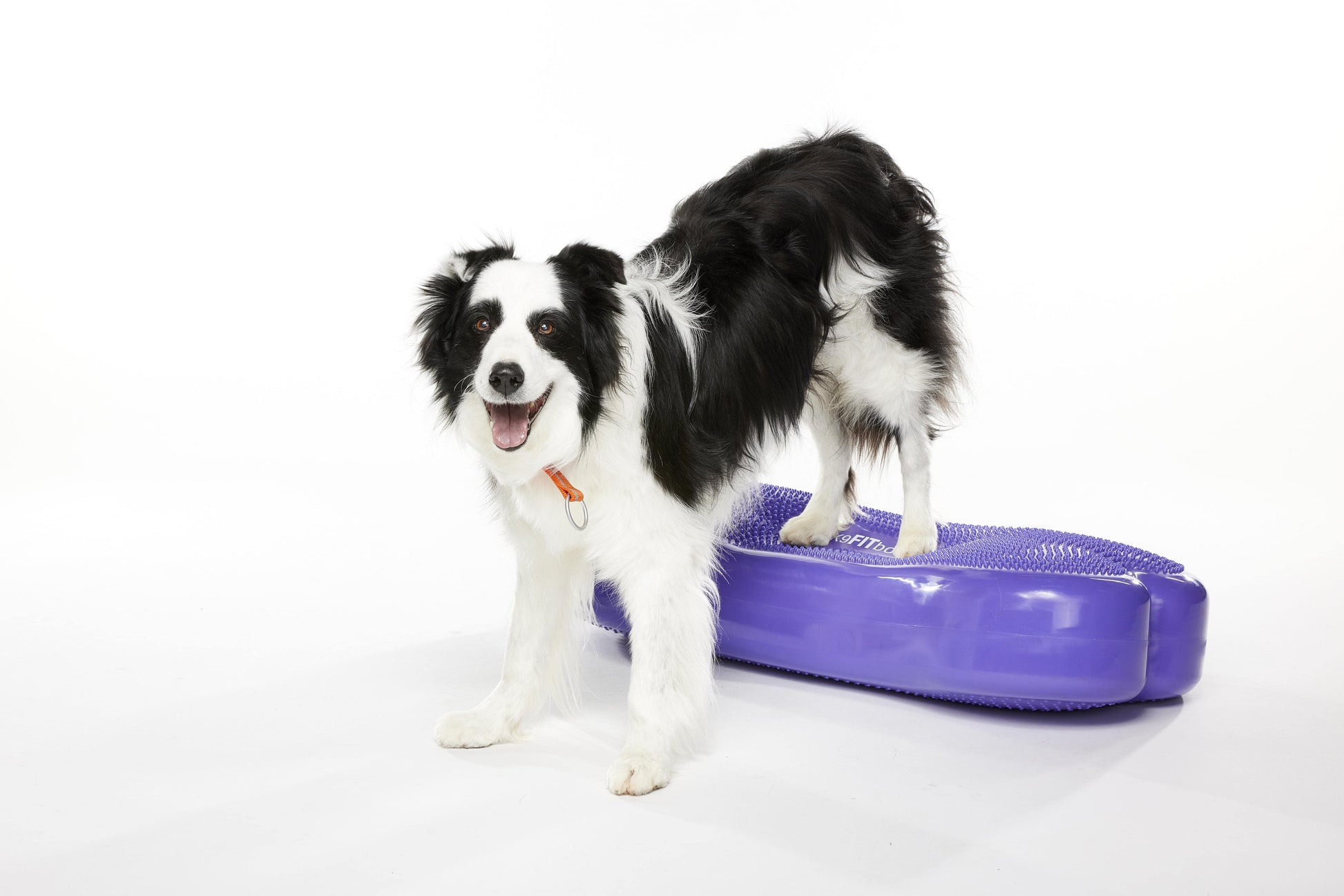 Giant K9FITbone Dog Balance Training Platform Purple