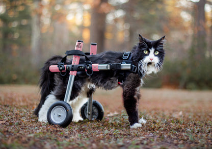 Walkin’ Wheels CAT Wheelchair