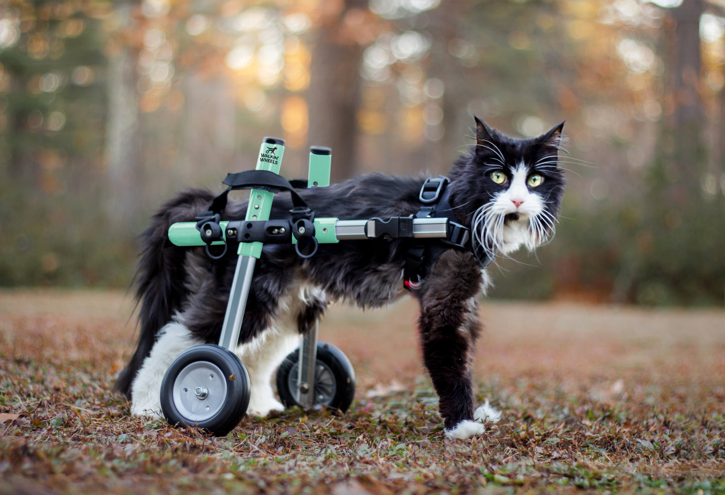 Walkin’ Wheels CAT Wheelchair