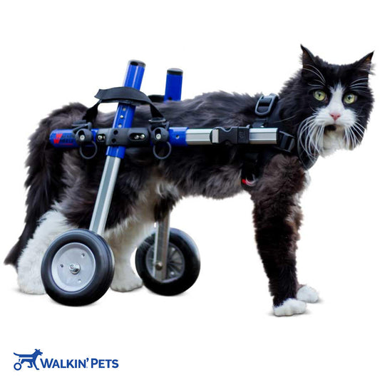 Walkin’ Wheels CAT Wheelchair