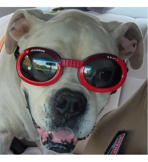 Doggles