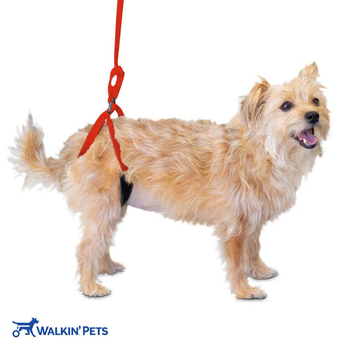 Walkin’ Up-n-Go Leash