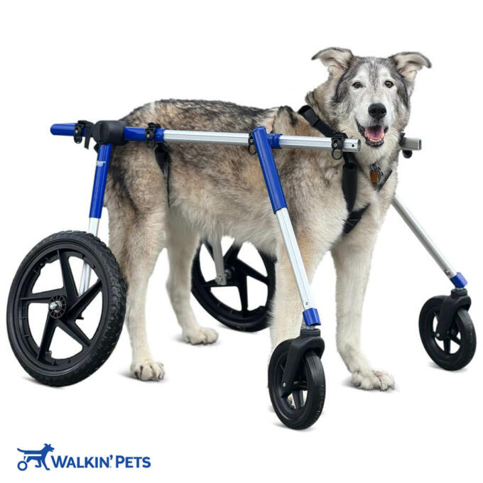 Walkin’ Wheels Full Support/4-Wheel LARGE