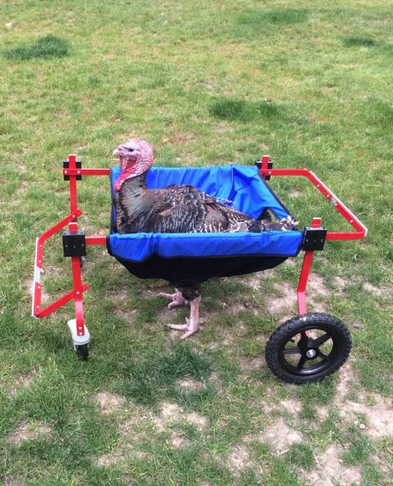 Chicken, Duck, Turkey Wheelchair