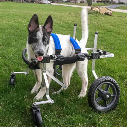 Full Support Dog Wheelchair