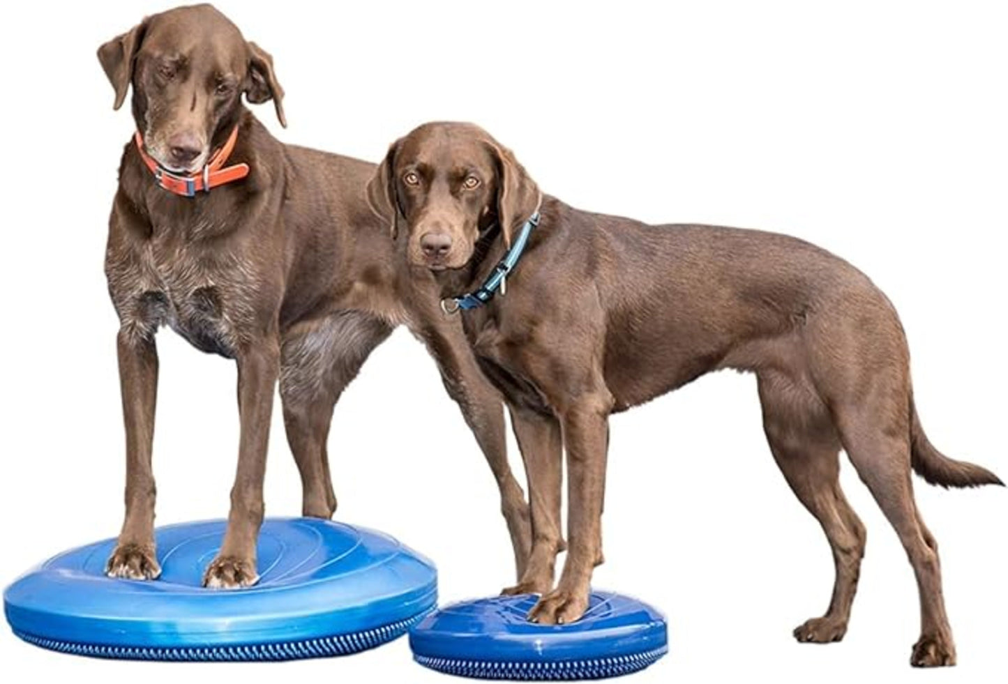 FitPaws Balance Discs Size 22 Blue