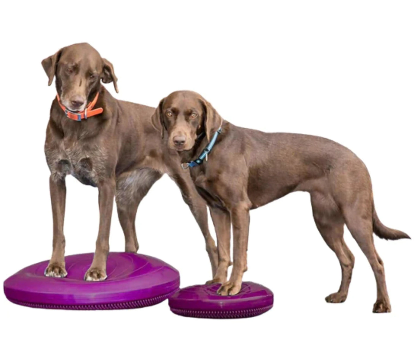 FitPaws Balance Discs Size 22 Razzleberry