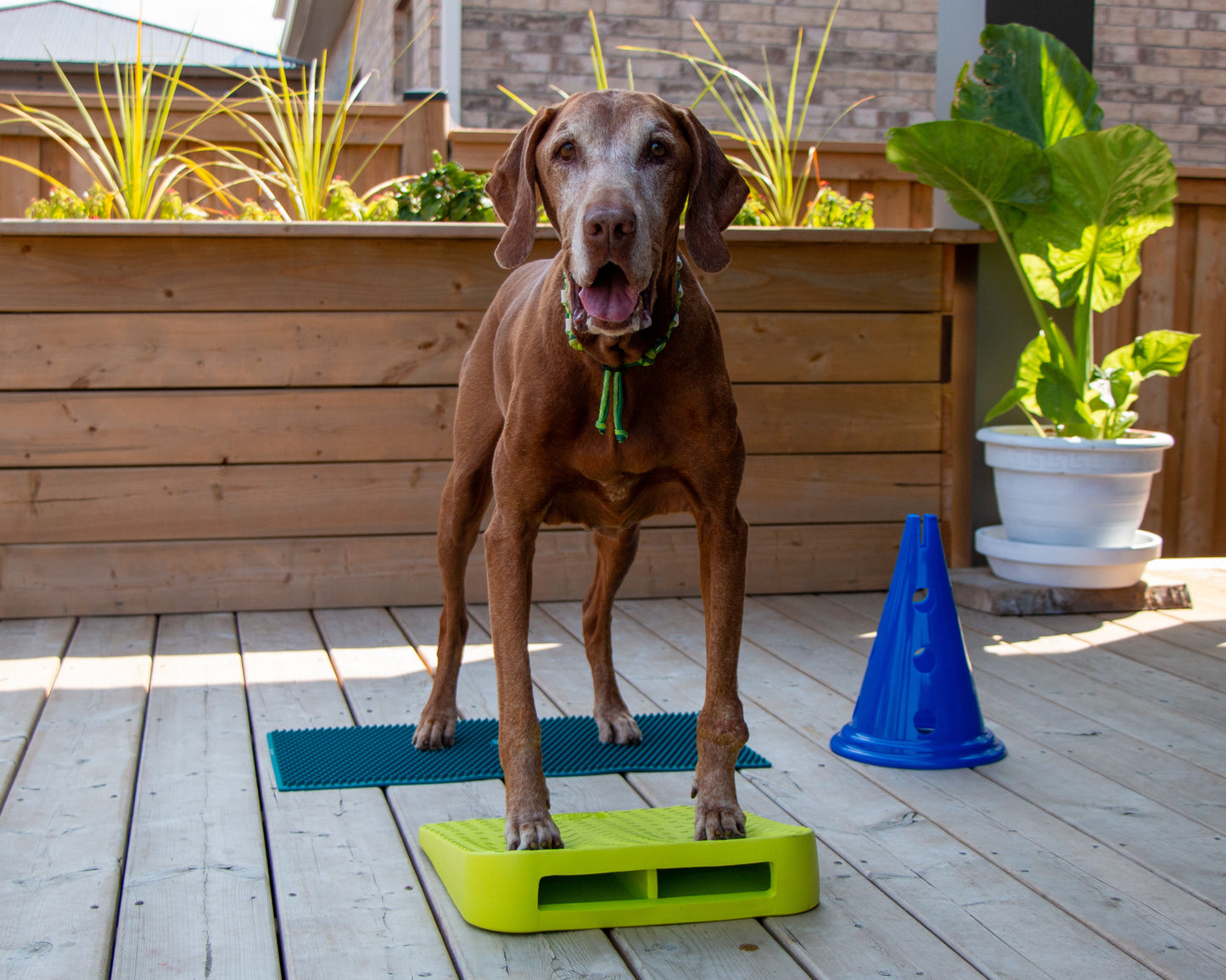 FitPaws Balance Ramp