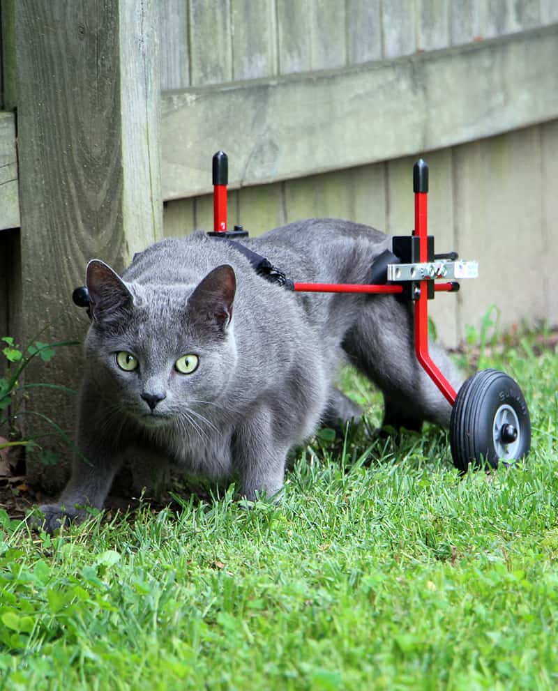 Cat Wheelchair