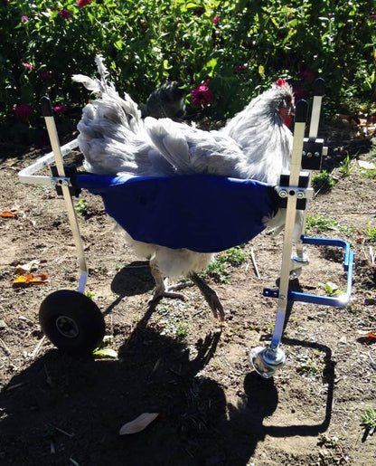 Chicken, Duck, Turkey Wheelchair