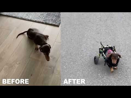 dachshund wheelchair