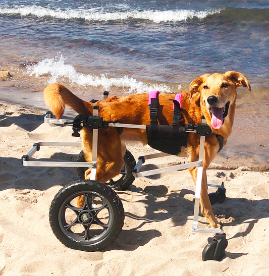 Full Support Dog Wheelchair