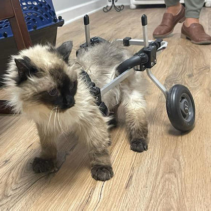 Cat Wheelchair