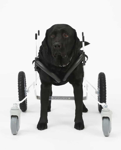 Full Support Dog Wheelchair