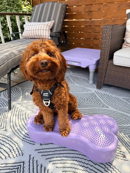Blue-9 x FitPaws Periwinkle Training Bundle