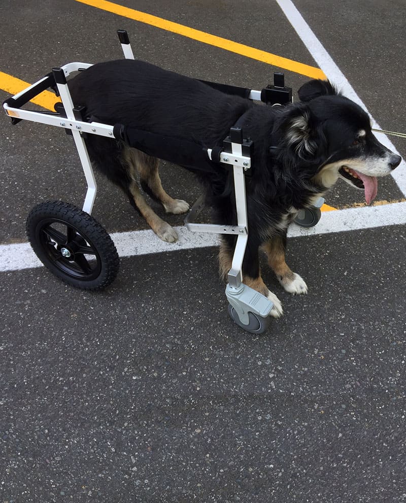 Full Support Dog Wheelchair