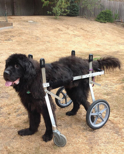 Full Support Dog Wheelchair