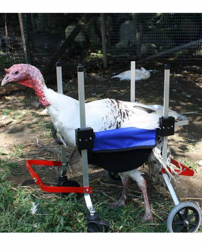 Chicken, Duck, Turkey Wheelchair